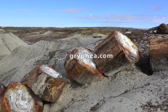 Troncs d'Araucaria pétrifiés (Petrified Forest NP, USA) - gryphea.com